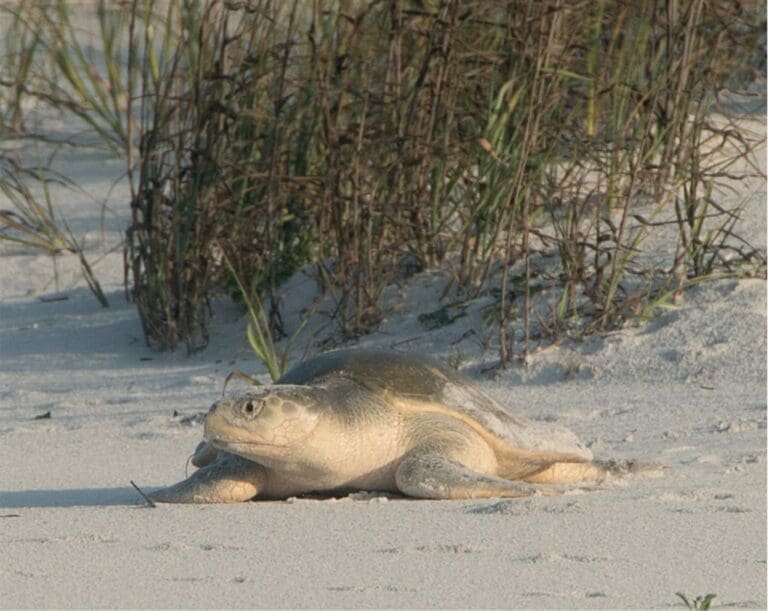 IT’S TURTLE NESTING SEASON AT TOPSAIL HILL PRESERVE STATE PARK      