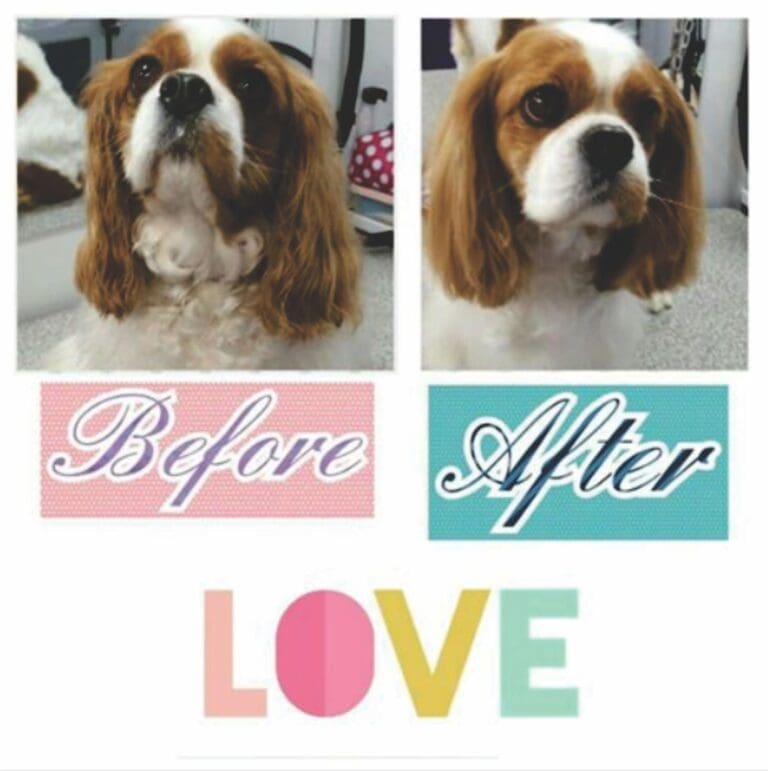 Business Spotlight on Bless Your Paws, LLC