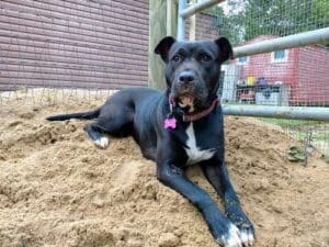 Alaqua Pet of the Month
