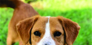 Cinnamoncd (2)