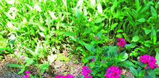 Green Thumb