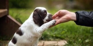Dogs