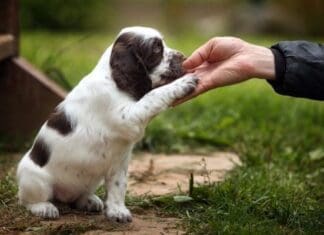 Dogs