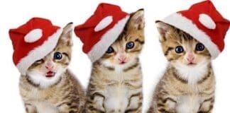 Pets In Christmas