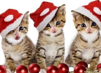 Pets In Christmas
