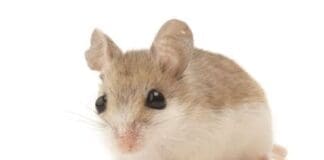 Beach Mouse