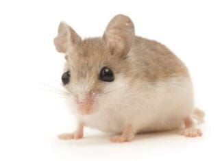 Beach Mouse