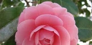 Camelia