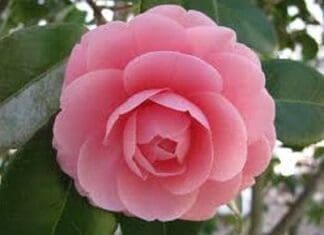 Camelia