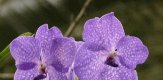 Garden Club