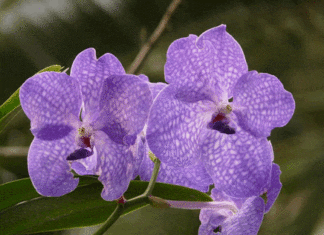 Garden Club