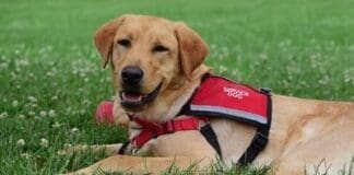 Service Dog