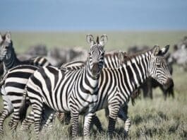 Tarangire National Park