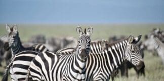 Tarangire National Park