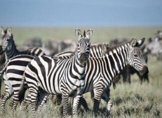 Tarangire National Park