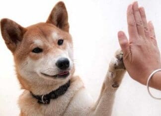 Dog Pycholoyg