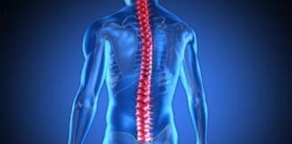 Spine
