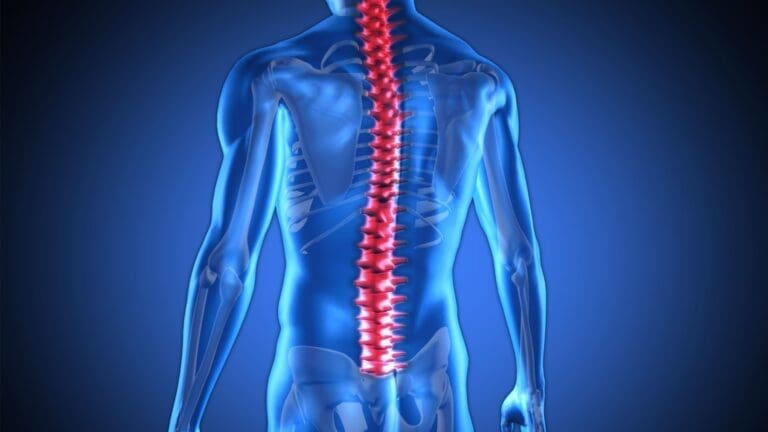 Spine