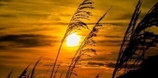 Golden Rays
