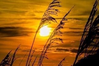 Golden Rays