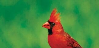 Pastor Cardinal