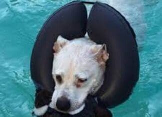 30a Animal Wellness