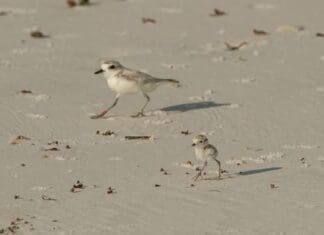 Plover Chick