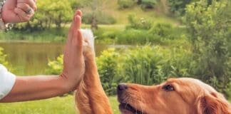 A Dog High Fiving Doing A Trick For A Treat