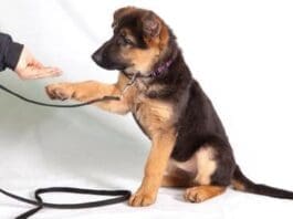 Dog Training Tips