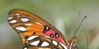 Gulf Fritillary