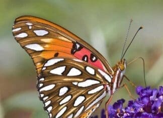 Gulf Fritillary