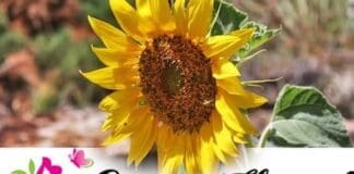 Green Thumb Post