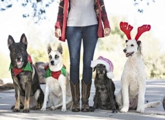Dogs Christmas