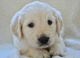 Puppy