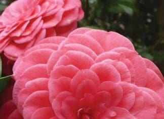Eden Gardens Camellia