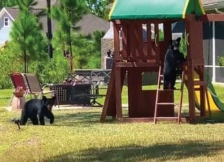 Bear Cub Playhouse Ladder