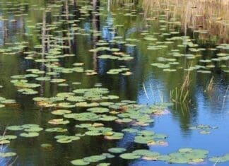 Message From The Coastal Dune Lake Advisory Board 1