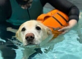 Swim Therapy For Degenerative Conditions In Dogs