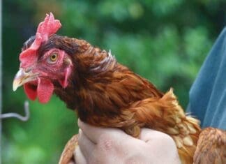 Sentinel Chicken