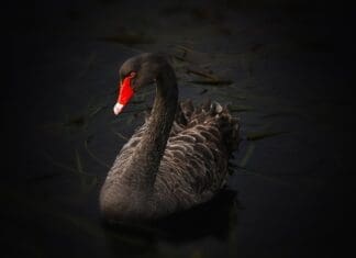 Black Swan Lake Pupuke Cygnus Atratus Australian Black Swan 69093