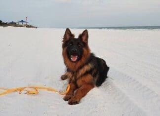 Dog Training Rok