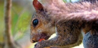 Squirrel