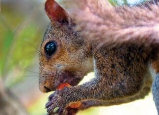 Squirrel
