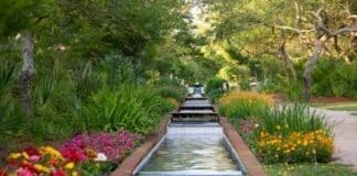 Cerulean Park Stream With Flowers