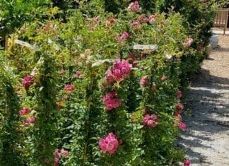 Peggy Martin Roses