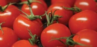 Tomatoes
