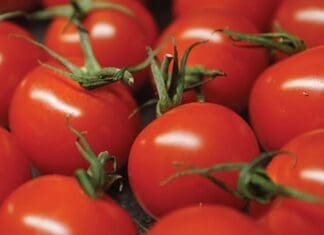Tomatoes