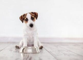 Dog Eating Food From The Bowl