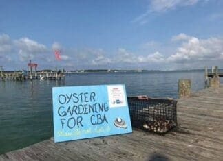 Oyster Gardening Destin