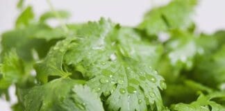Cilantro